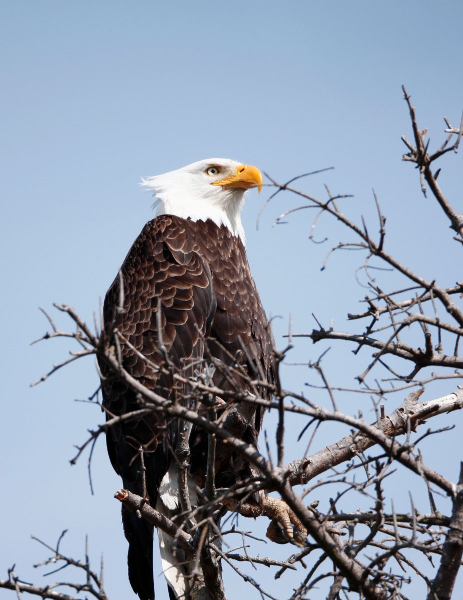 Eagle Parent