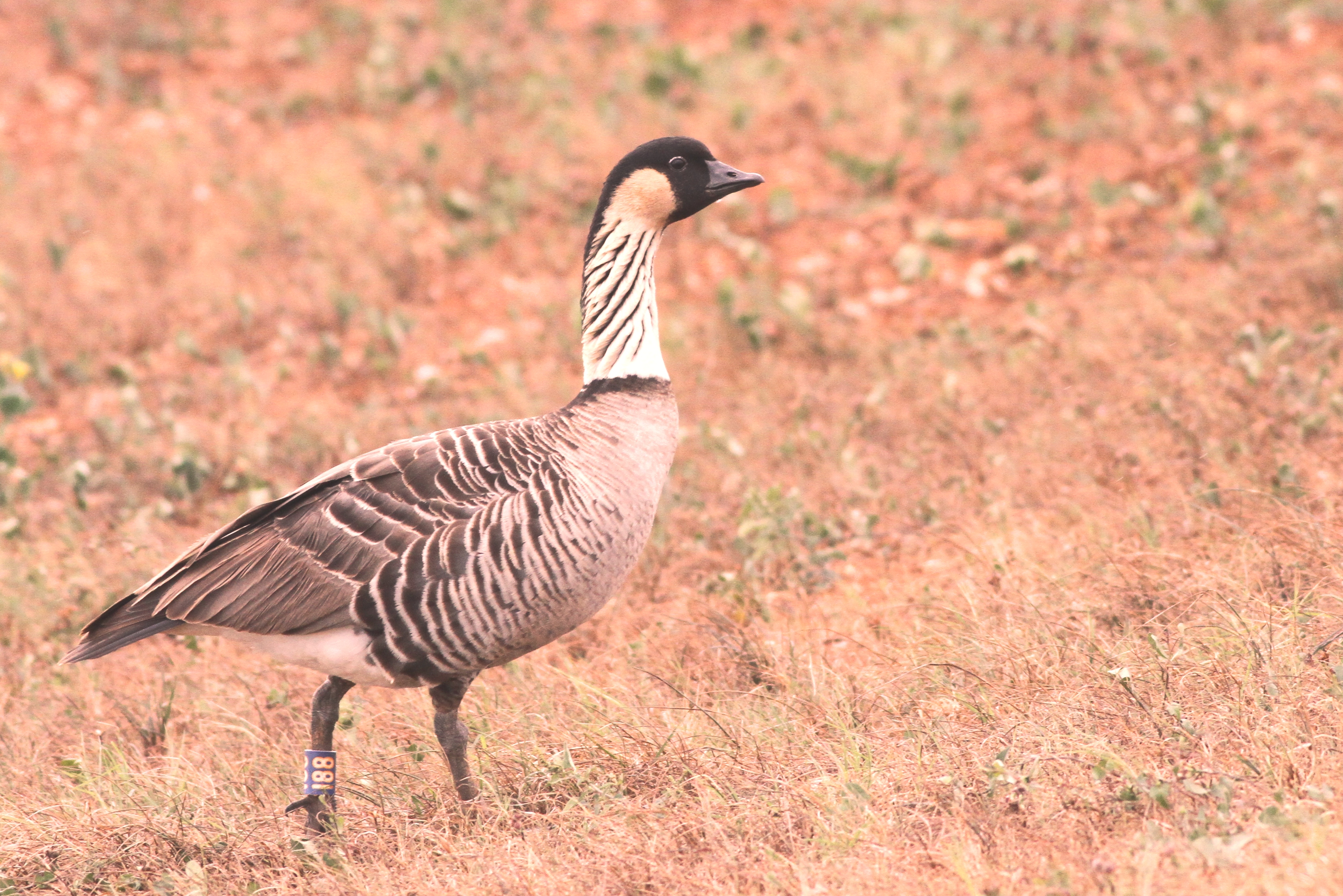 Nene