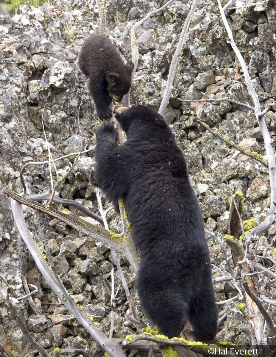 Black Bear Mother and Cub of the Year