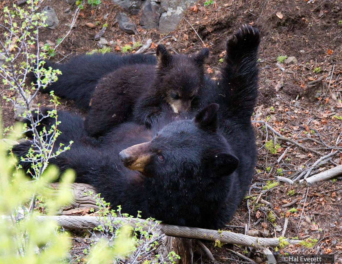 Black Bear Sow Nursing Cub