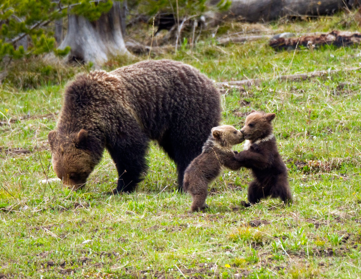 Grizzly Cubs