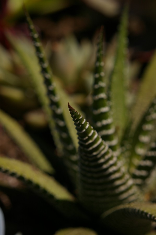 IMGP9919.jpg