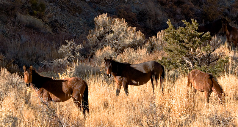 3 Wild Mustangs11-22-5