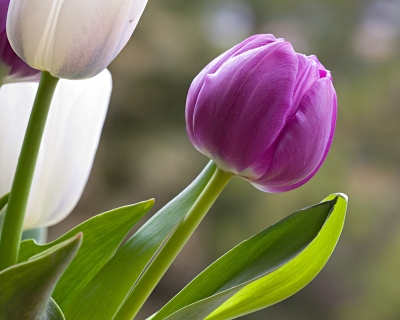 Another Tulip 4-19-6