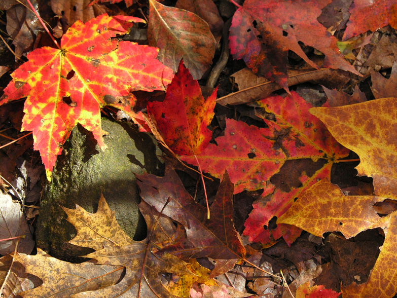 Disintegrating leaves