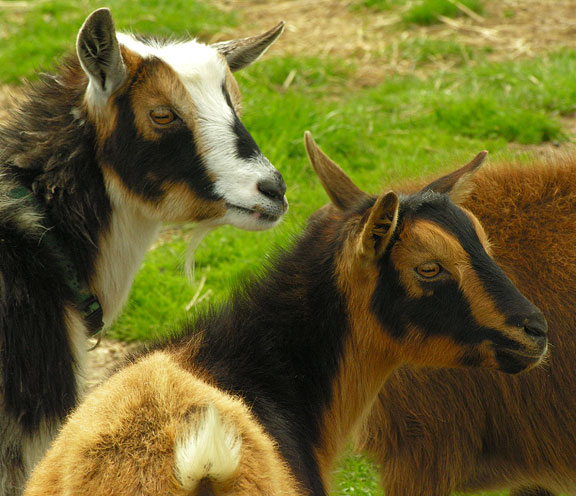 handsome pair