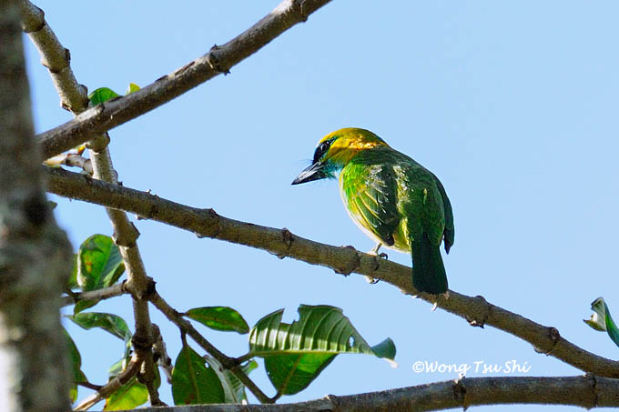 <i>(Psilopogon pulcherrimus)</i><br />*Golden-naped Barbet