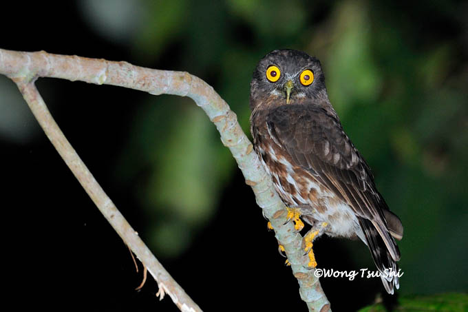 <i>(Ninox scutulata)</i><br /> Brown Boobook