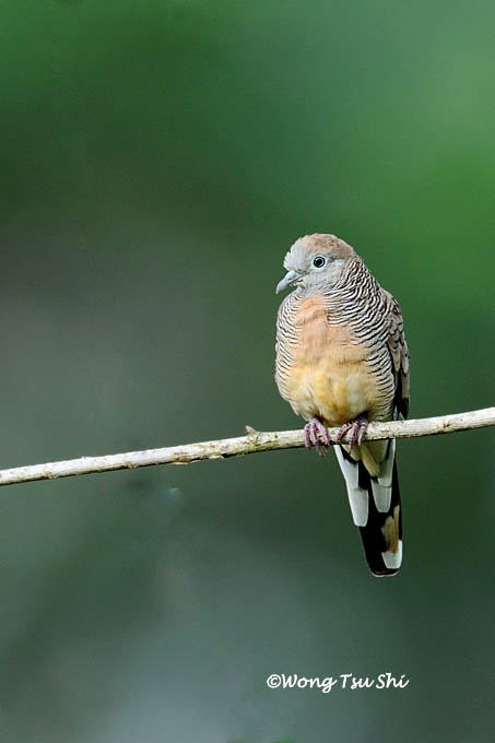 <i>(Geopelia striata)</i><br /> Zebra Dove