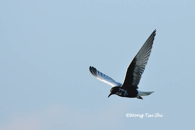 <i>(Chlidonias leucopterus)</i><br /> White-winged Tern