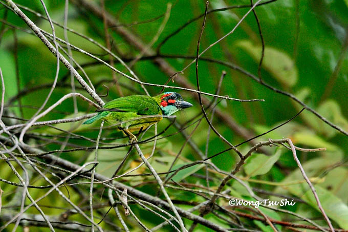 <i>(Psilopogon australis)</i><br />Blue-eared Barbet