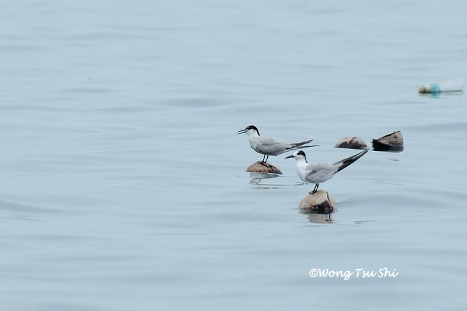 <i>(Sterna hirundo)</i><br /> Common Tern