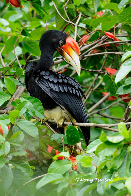 <I>(Buceros rhinoceros)</I><br /> Rhinoceros Hornbill Juvenile