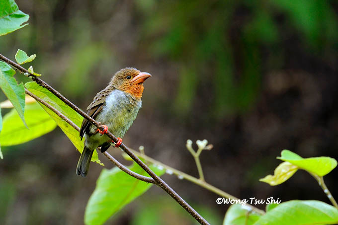 <i>(Calorhamphus fuliginosus)</i><br /> Bornean Brown Barbet