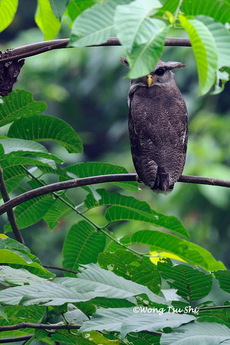 <i>(Bubo sumatranus)</i><br /> Barred Eagle-owl