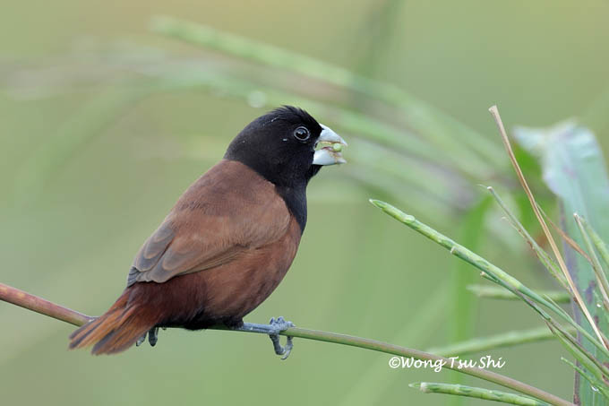 <i>(Lonchura articapilla)</i> <br /> Black-headed Munia