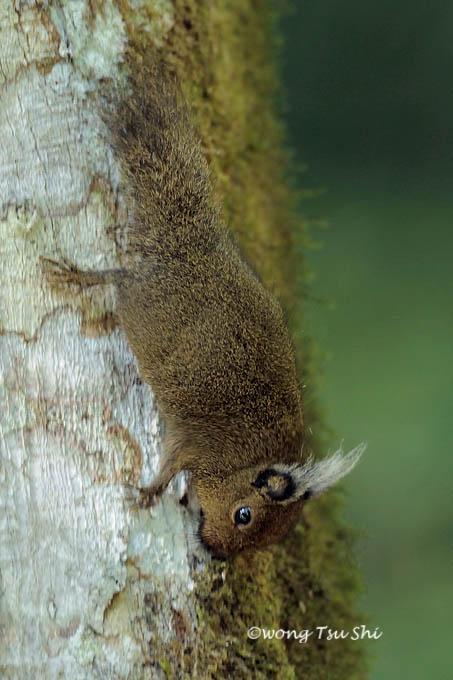 <i>(Exilisciurus whiteheadi)</i> <br /> Whiteheads Pigmy Squirrel