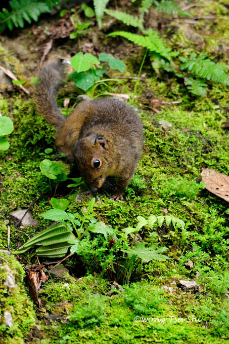 <i>(Dremomys everetti)</i><br /> Bornean Mountain Ground Squirrel