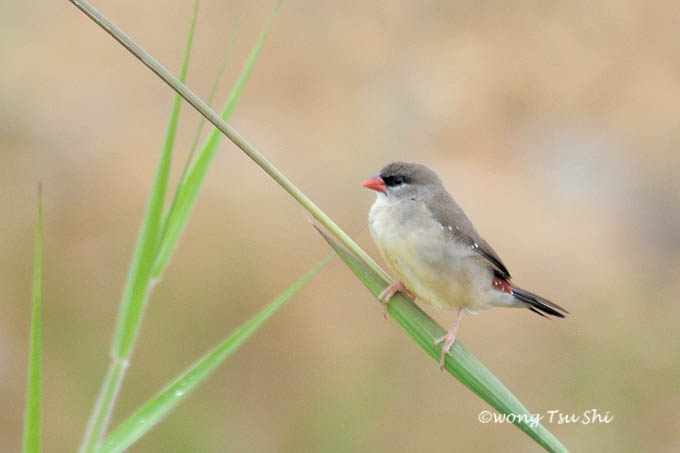 <i>(Amandava amandava)</i><br /> Red Avadavat