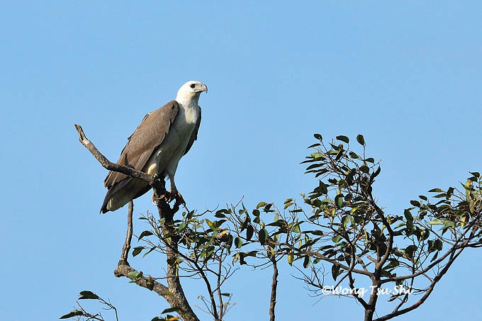 <i>(Icthyophaga leucogaster)</i><br />White-bellied Fish-eagle