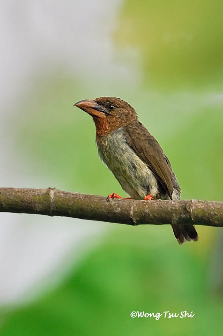 <i>(Calorhamphus fuliginosus)</i><br /> Bornean Brown Barbet