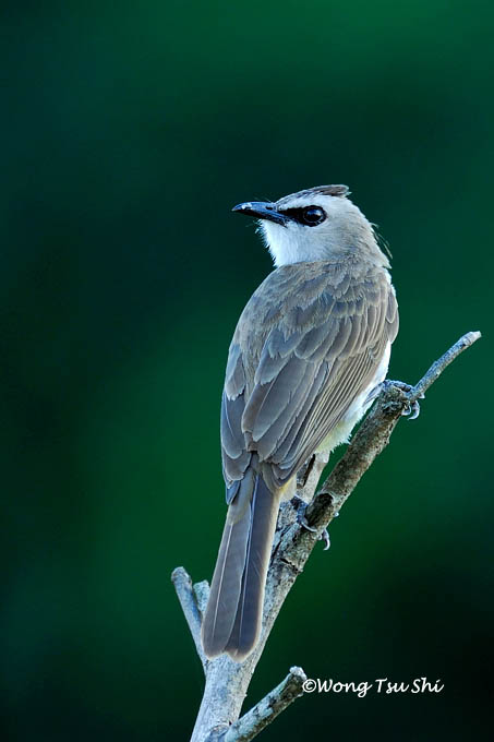 <i>(Pycnonotus analis)</i><br /> Sunda Yellow-vented Bulbul
