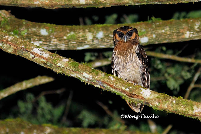 <i>(Strix leptogrammica)</i><br /> Bornean Wood Owl