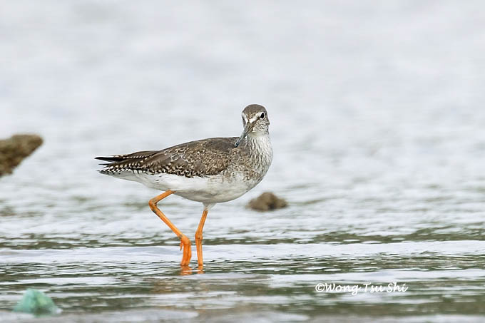 <i>(Tringa totanus)</i> <br />Common Redshank