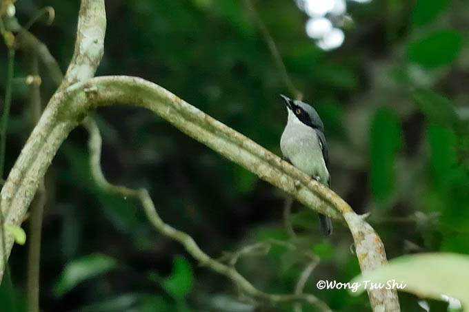 <i>(Tephrodornis virgatus)</i><br />Large Wood Shrike ♂