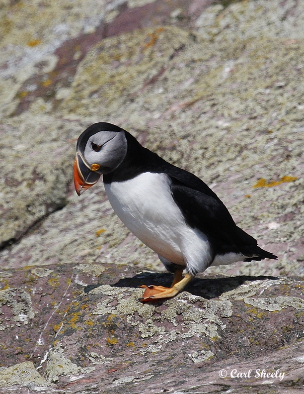 Atlantic Puffin-5