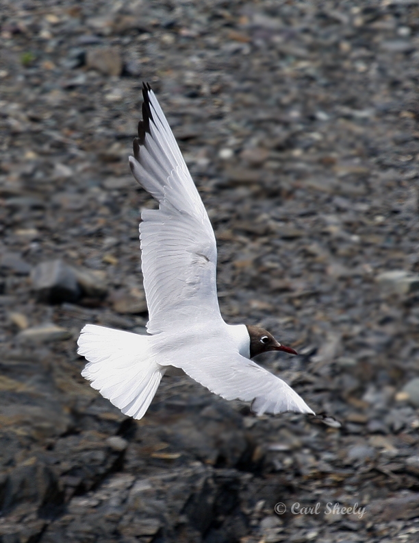 BlackHeadedGull0845.tif