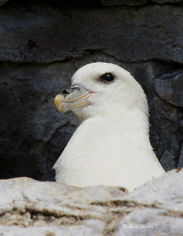Northern Fulmar1247.jpg