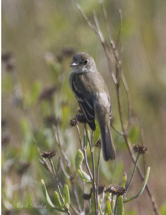 Willow Flycatcher2770.jpg