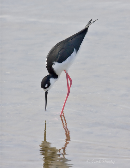 Black-necked Stilt2707.jpg