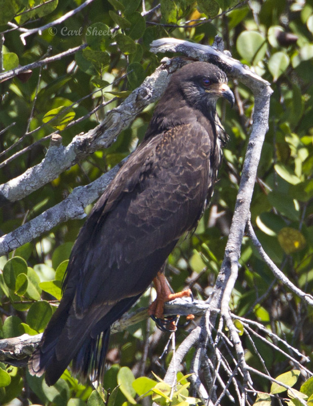 Snail Kite2722.jpg