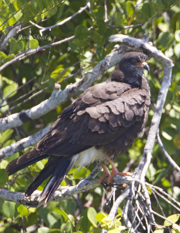 Snail Kite2771.jpg