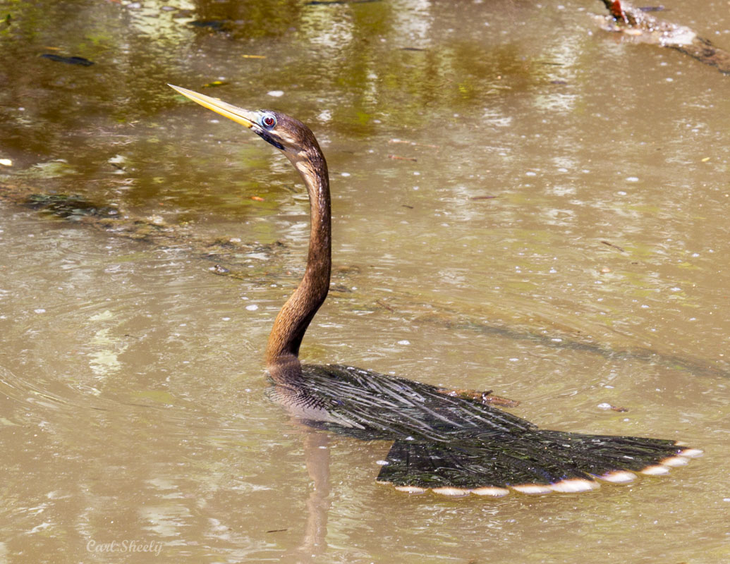 Anhinga2356.jpg