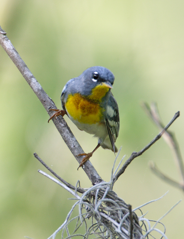 Northern Parula 8632.jpg