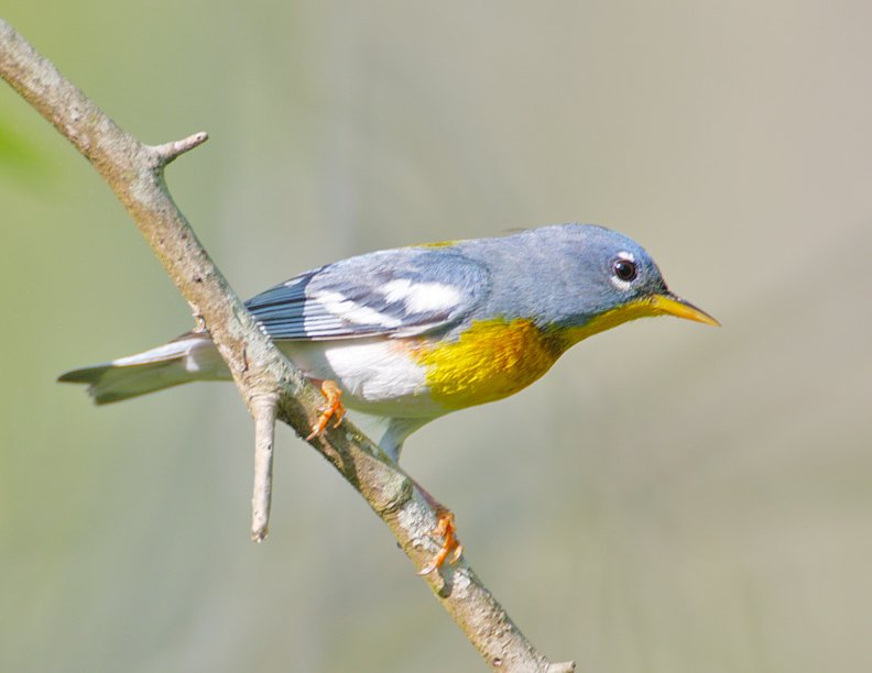 Northern Parula 8628.jpg