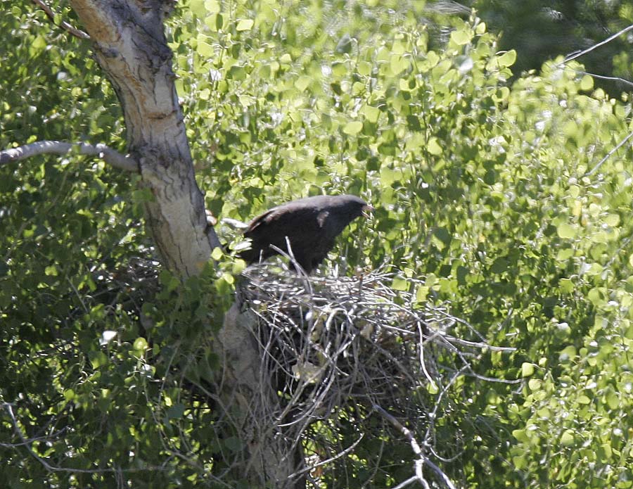 Common Black Hawk-1.jpg