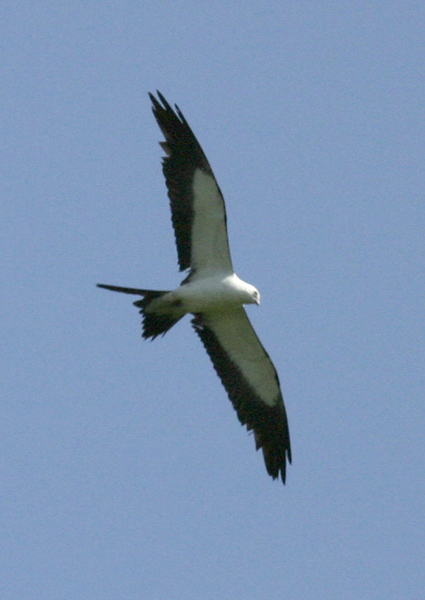 Swallow-tailed Kite.jpg