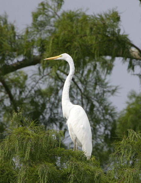 Great Egret-6.jpg