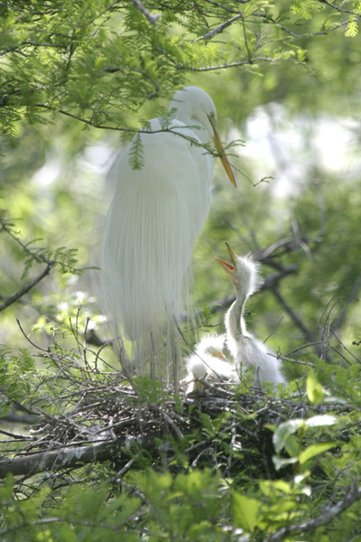 GreatEgret-7.jpg