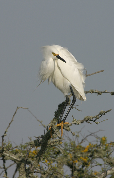 Snowy Egret-2.jpg