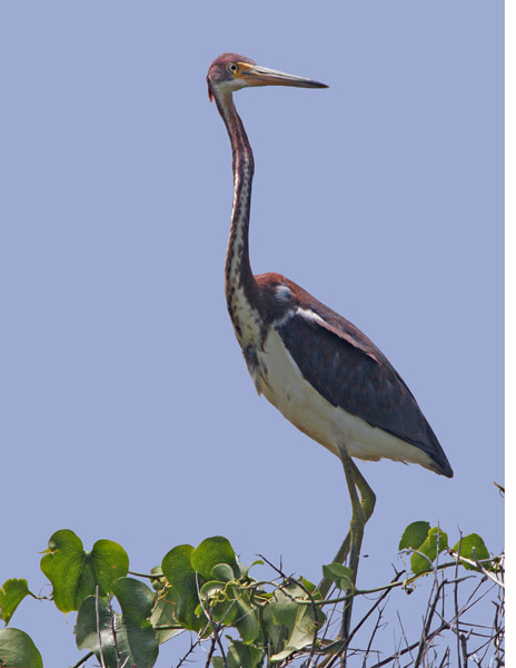 Tricolored Heron-2.jpg