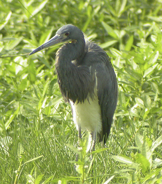 Tricolored Heron-4.jpg