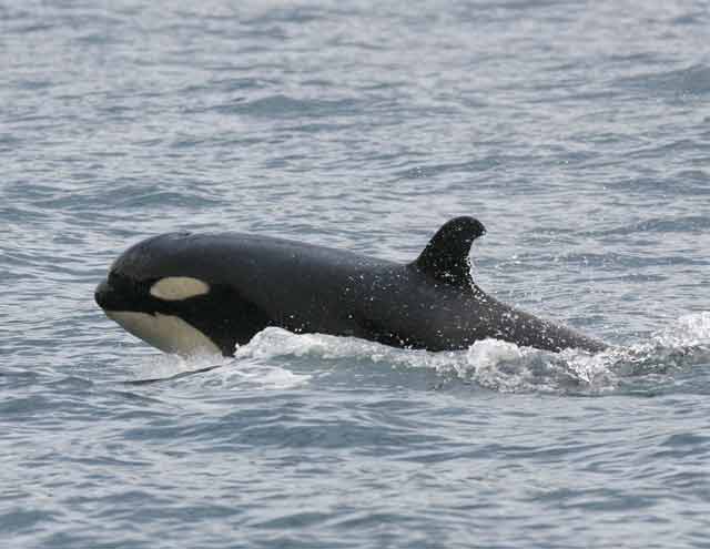 Baby-Orca-W.jpg