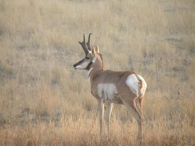 Pronghorn-1W.jpg