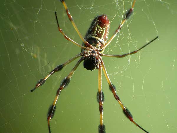 Spider-1.jpg