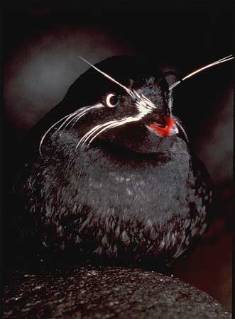 Whiskered-Auklet.jpg